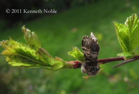 lunar marbled brown (Drymonia ruficornis) Kenneth Noble